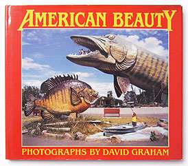 American Beauty | David Graham