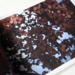 Blossom | Thomas Demand and Ben Lerner