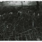 Skeleton Goats Dust Storms 金村修