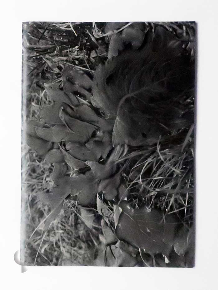 植物、暗室のための習作 横田大輔