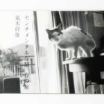 センチメンタルな旅 春の旅 荒木経惟